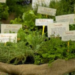 Mostra Mercato Vanzo Floreale - Prodotti in esposizione