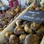 Mostra Mercato Vanzo Floreale - Prodotti in esposizione
